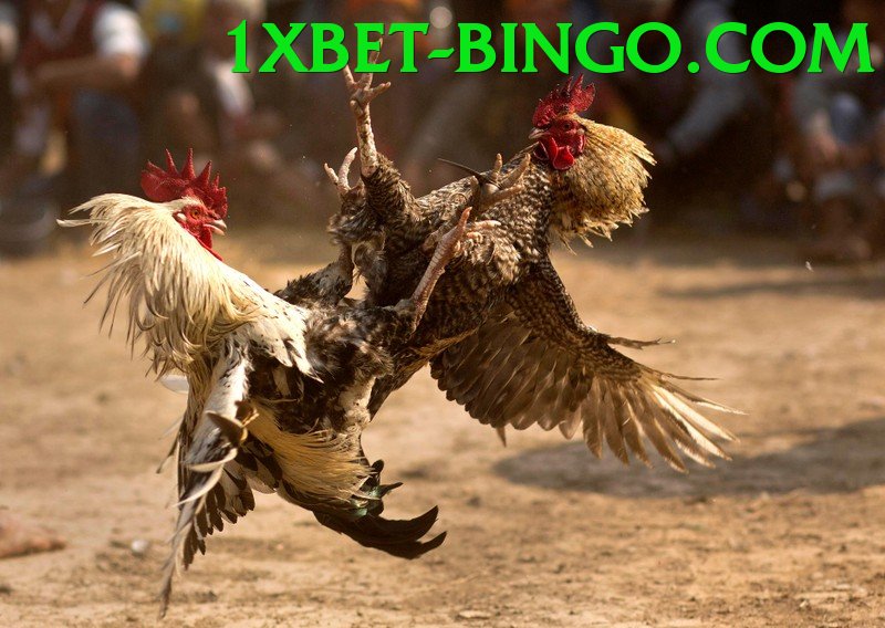 Đá Gà Trực Tiếp - 1xbet - Trang chủ