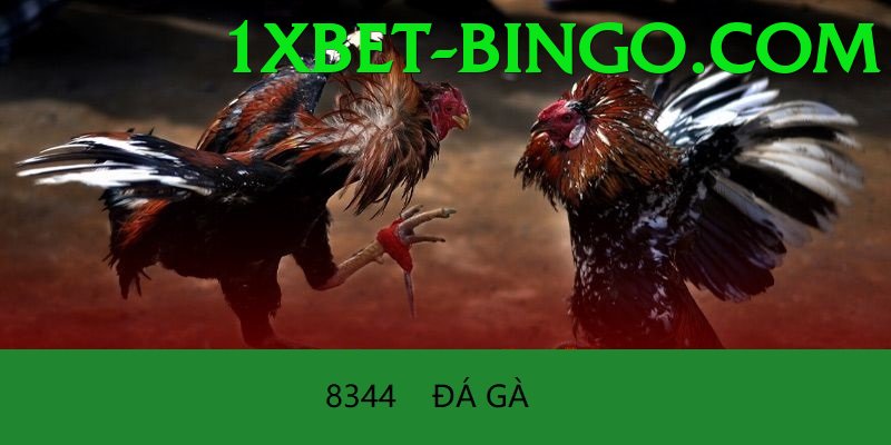 Cách Đọc Kèo Đá Gà - Chơi ngay